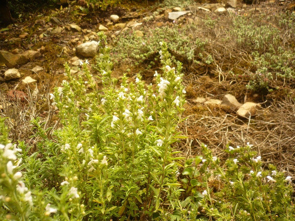 Satureja montana subsp. montana (Lamiaceae)